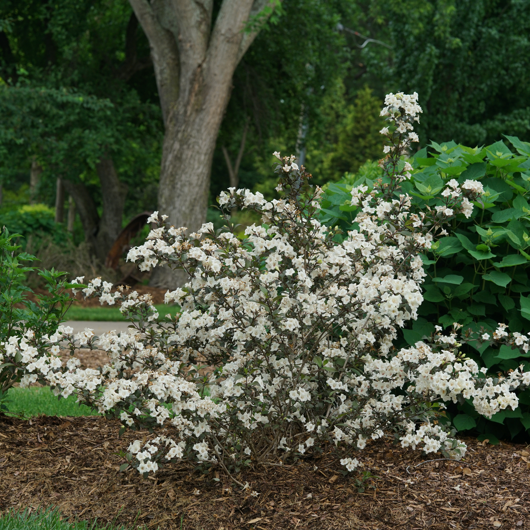 Wine &amp; Spirits® Weigela (florida)