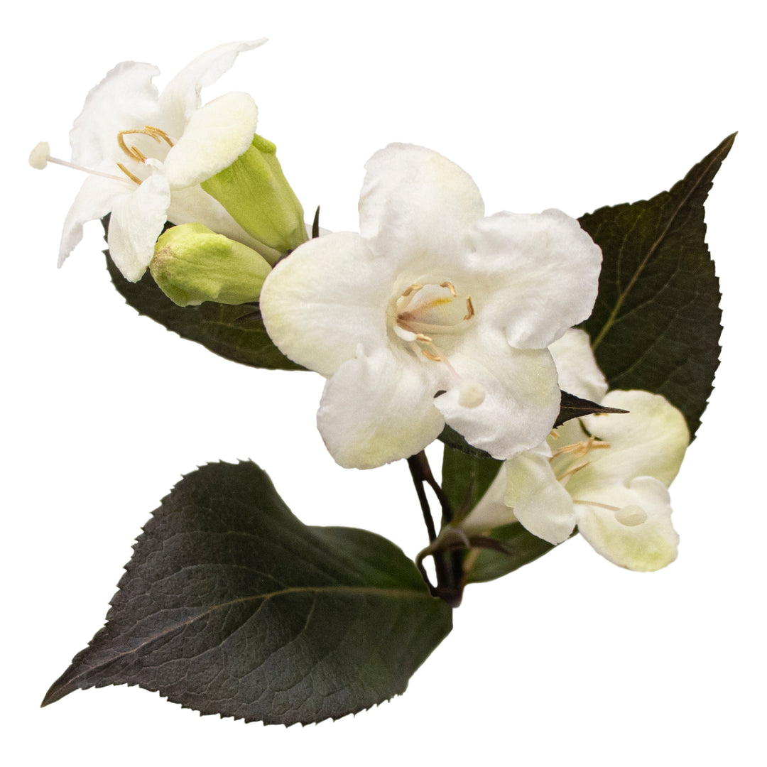 Wine &amp; Spirits® Weigela (florida)