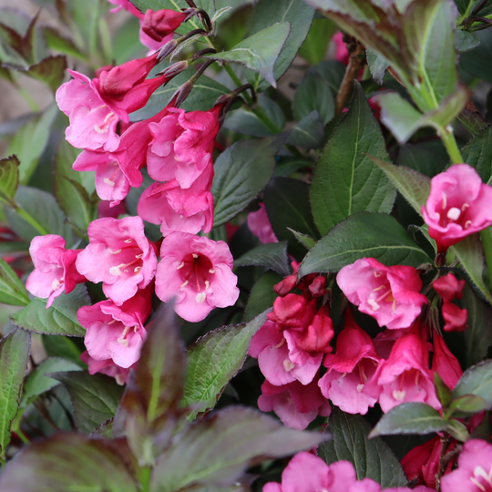 Sonic Bloom® Wine Weigela (florida)