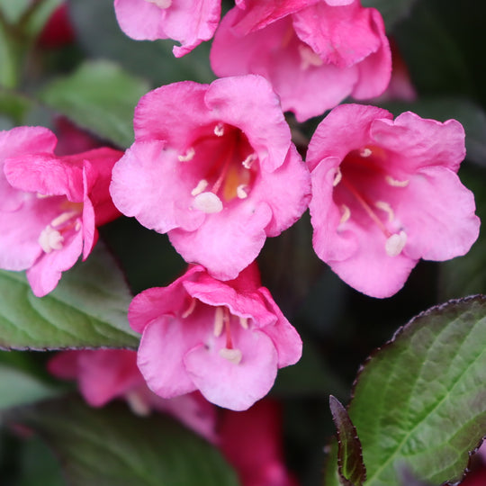 Sonic Bloom® Wine Weigela (florida)