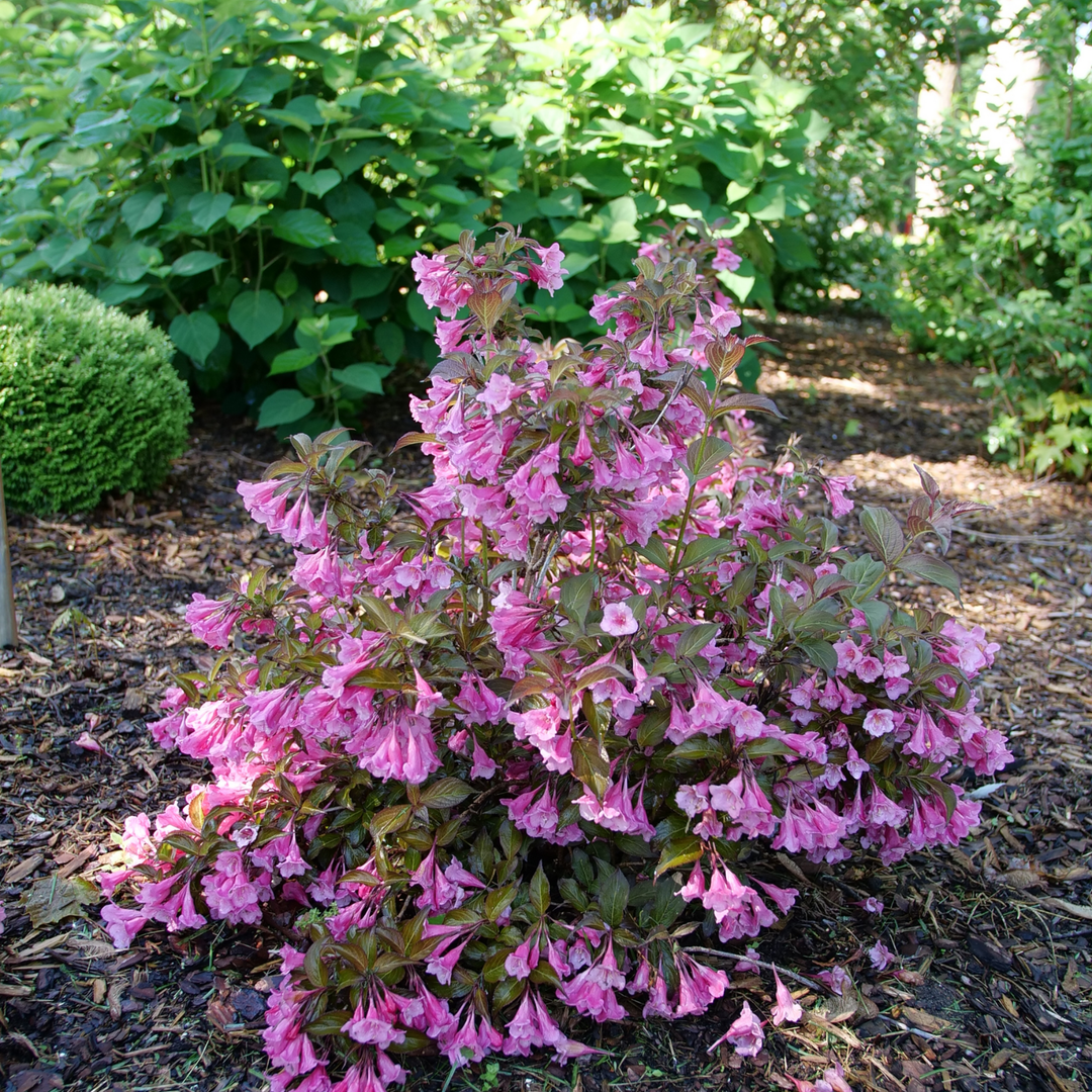Sonic Bloom® Wine Weigela (florida)