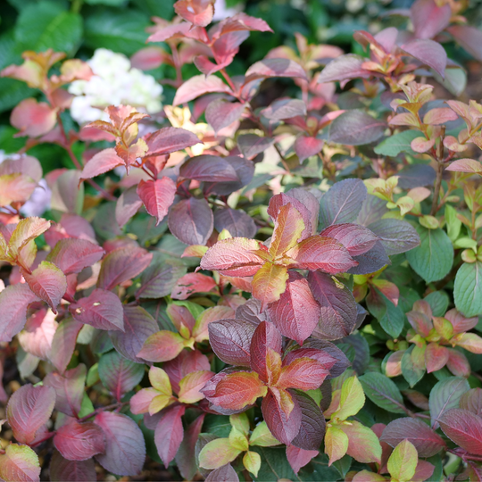 Midnight Sun® Reblooming Weigela (florida)