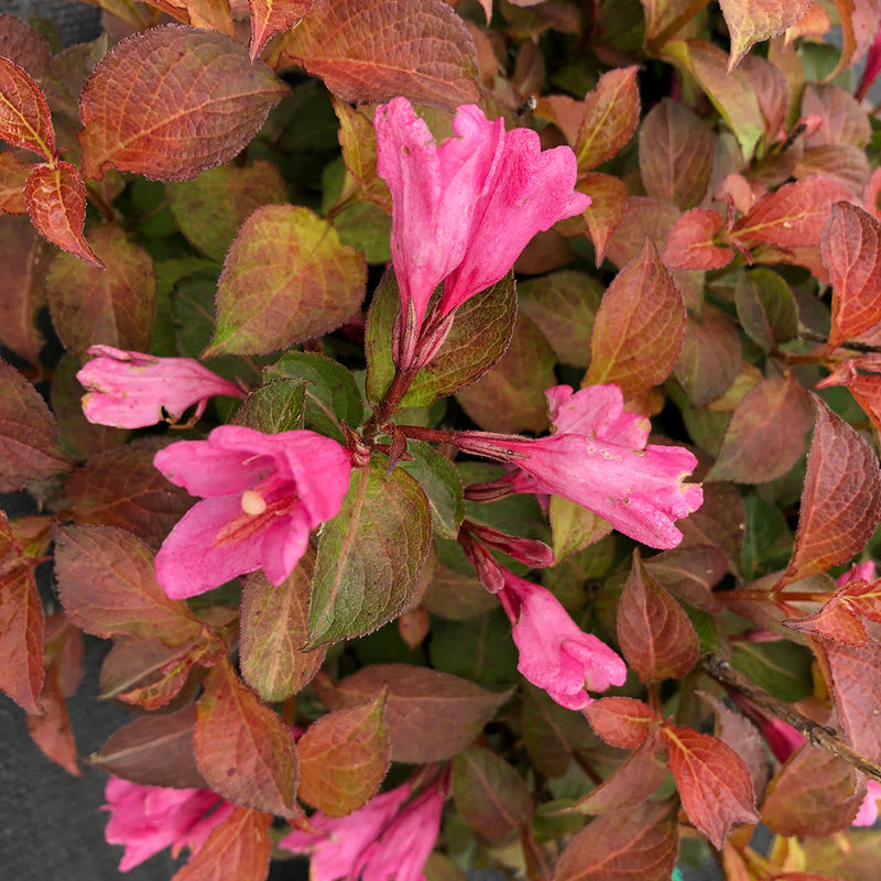 Midnight Sun Midnight Sun Reblooming Weigela up close.