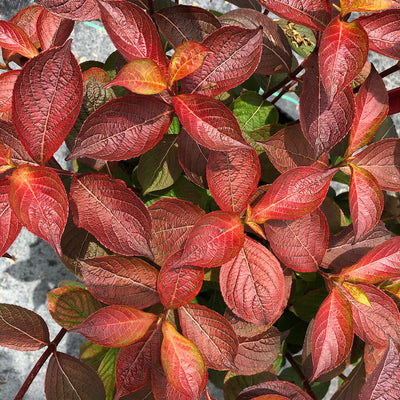 Midnight Sun Midnight Sun Reblooming Weigela up close.