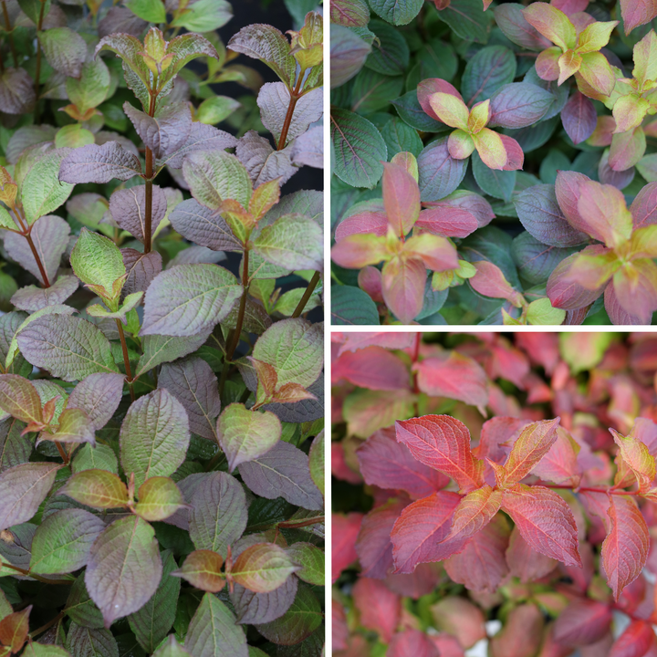 Reblooming Weigela | Midnight Sun® | Proven Winners® Shrubs