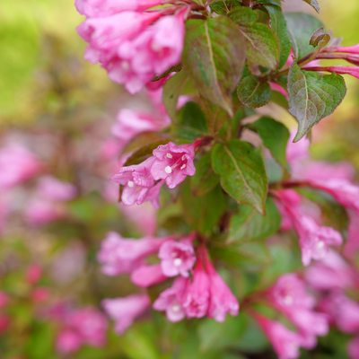 Midnight Sun Midnight Sun Reblooming Weigela up close.