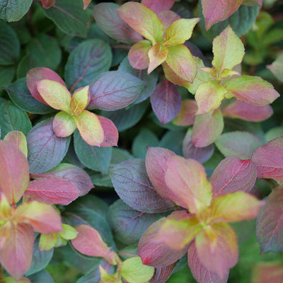 Midnight Sun Midnight Sun Reblooming Weigela up close.