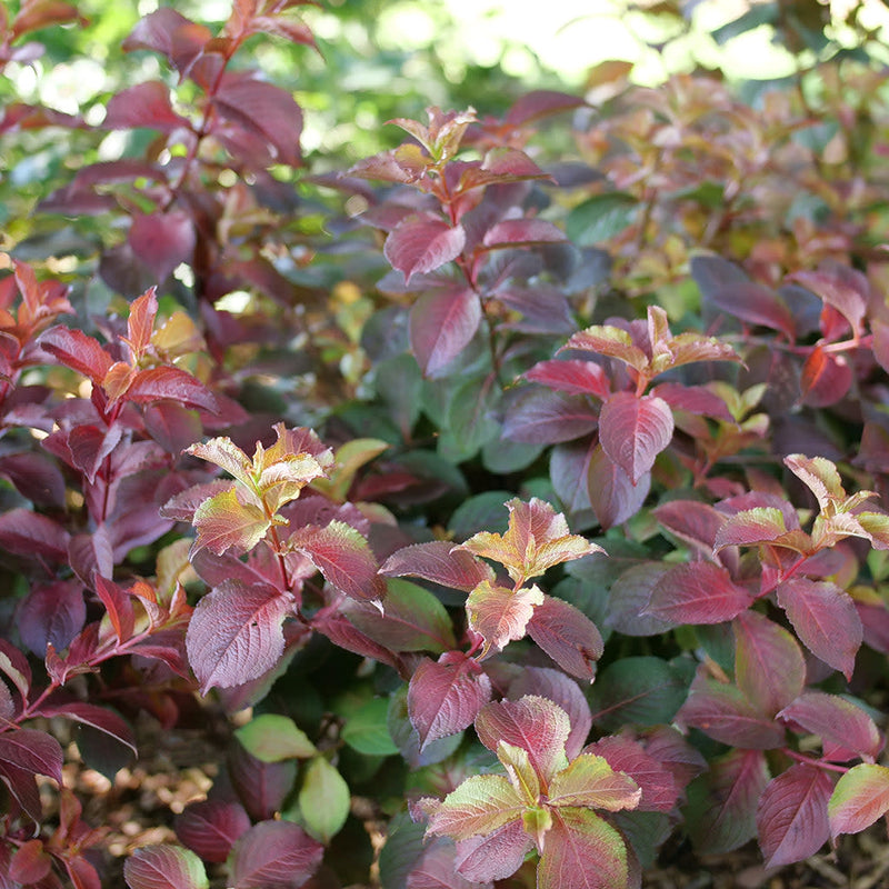 Midnight Sun Midnight Sun Reblooming Weigela up close.