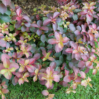 Midnight Sun Midnight Sun Reblooming Weigela up close.