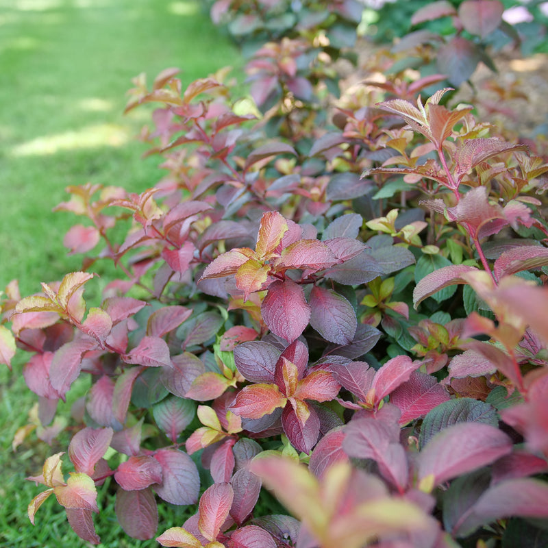 Midnight Sun Reblooming Weigela up close.