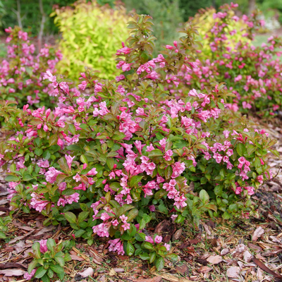 Midnight Sun Midnight Sun Reblooming Weigela in focus.