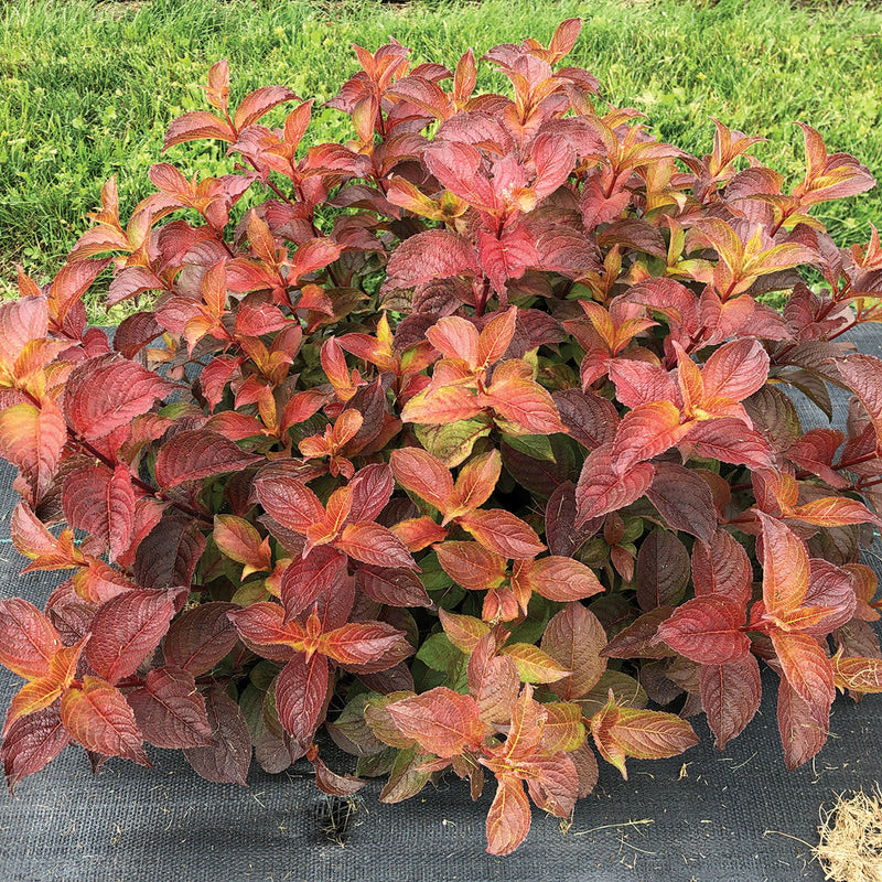 Midnight Sun Midnight Sun Reblooming Weigela in focus.