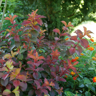 Midnight Sun Midnight Sun Reblooming Weigela in focus.