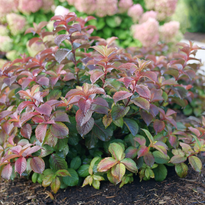 Midnight Sun Midnight Sun Reblooming Weigela in focus.