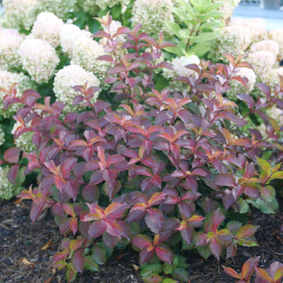 Midnight Sun® Reblooming Weigela (Weigela florida)