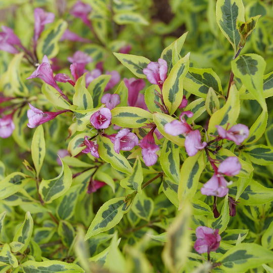 Bubbly Wine® (Weigela florida)