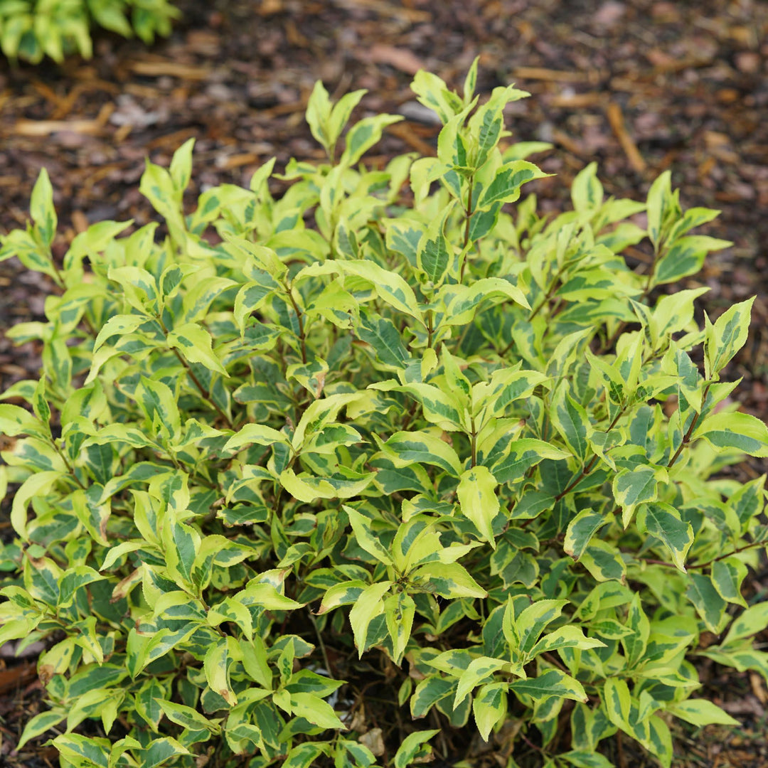 Bubbly Wine® (Weigela florida)