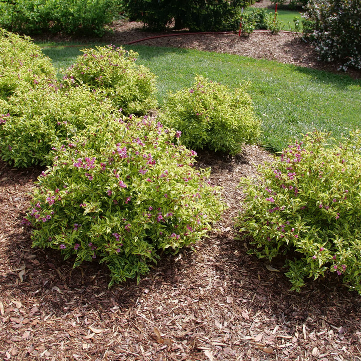 Bubbly Wine® (Weigela florida)