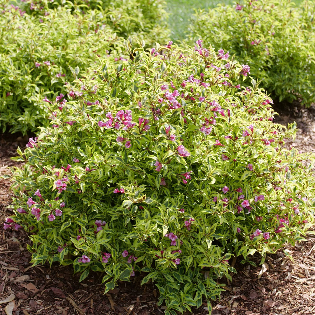 Bubbly Wine® (Weigela florida)
