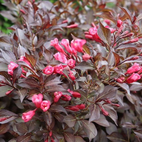 Midnight Wine Shine® (Weigela florida)