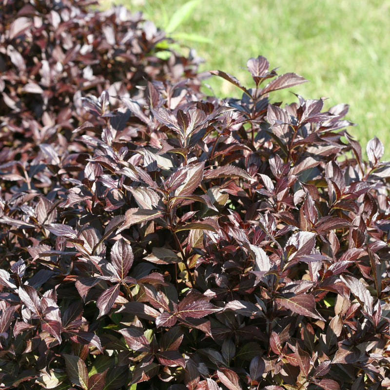 Midnight Wine Shine® (Weigela florida)