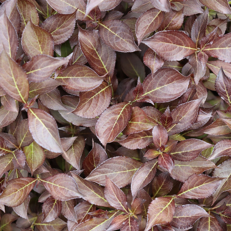 Midnight Wine Shine® (Weigela florida)