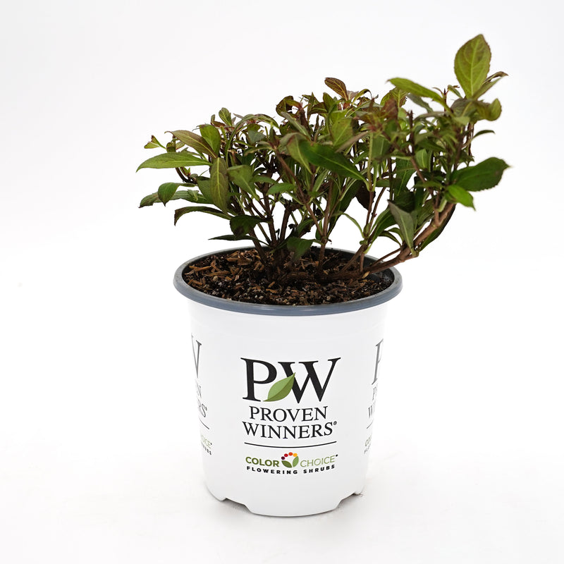 Midnight Wine Shine® (Weigela florida)