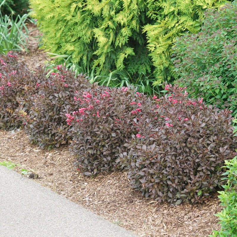 Midnight Wine Shine® (Weigela florida)