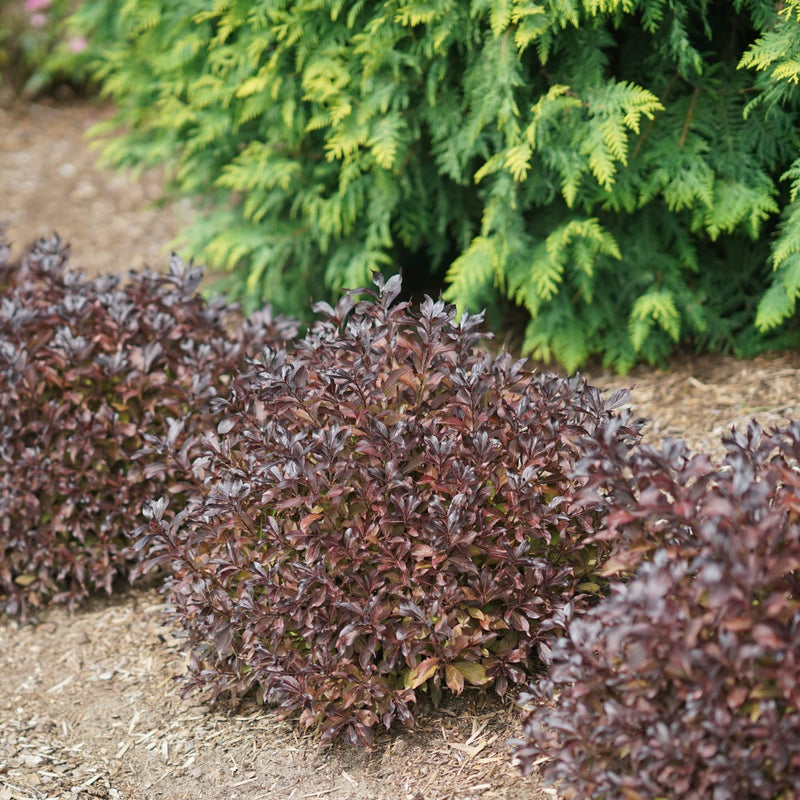 Midnight Wine Shine® (Weigela florida)