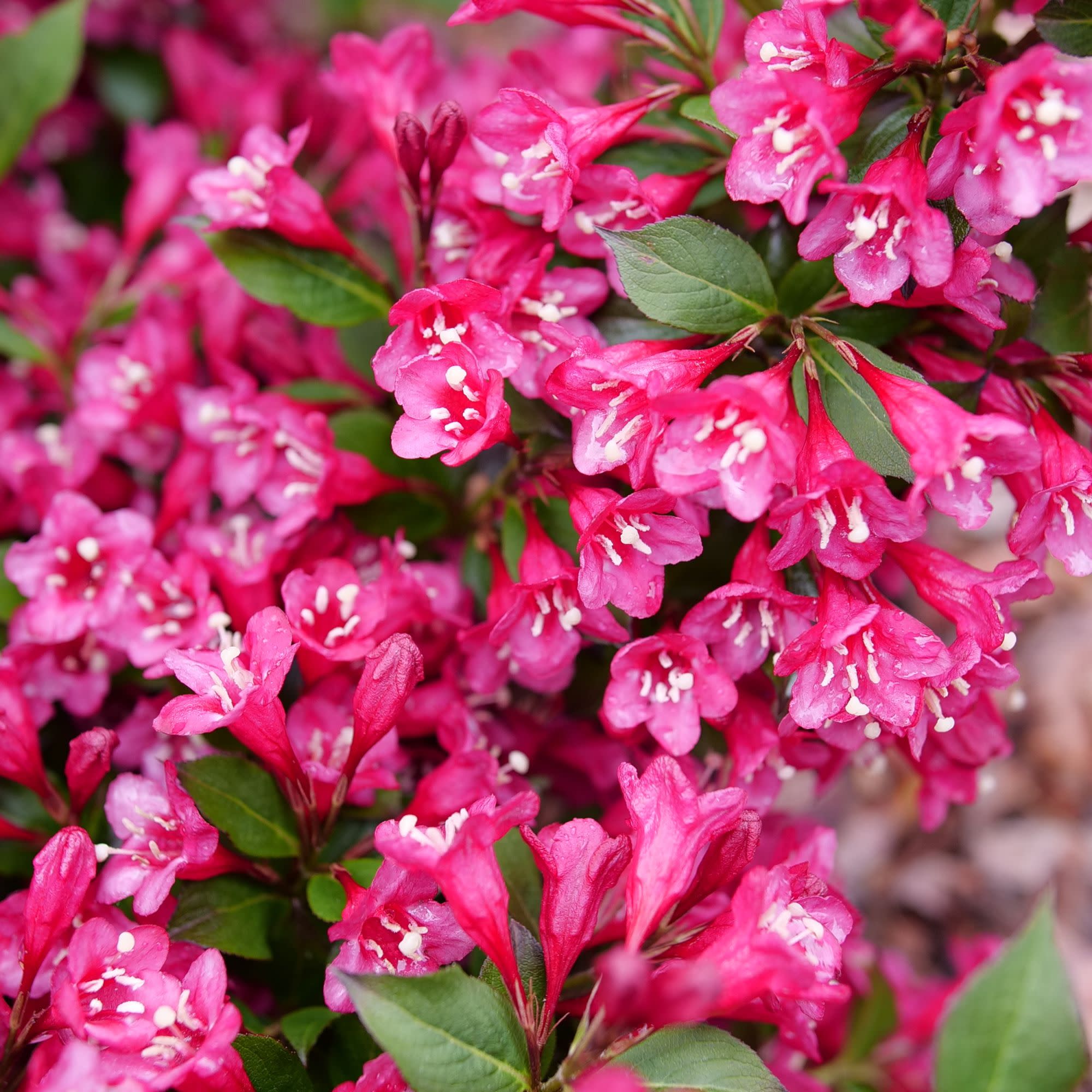 Weigela | Sonic Bloom® Punch | Proven Winners® Shrubs – Proven