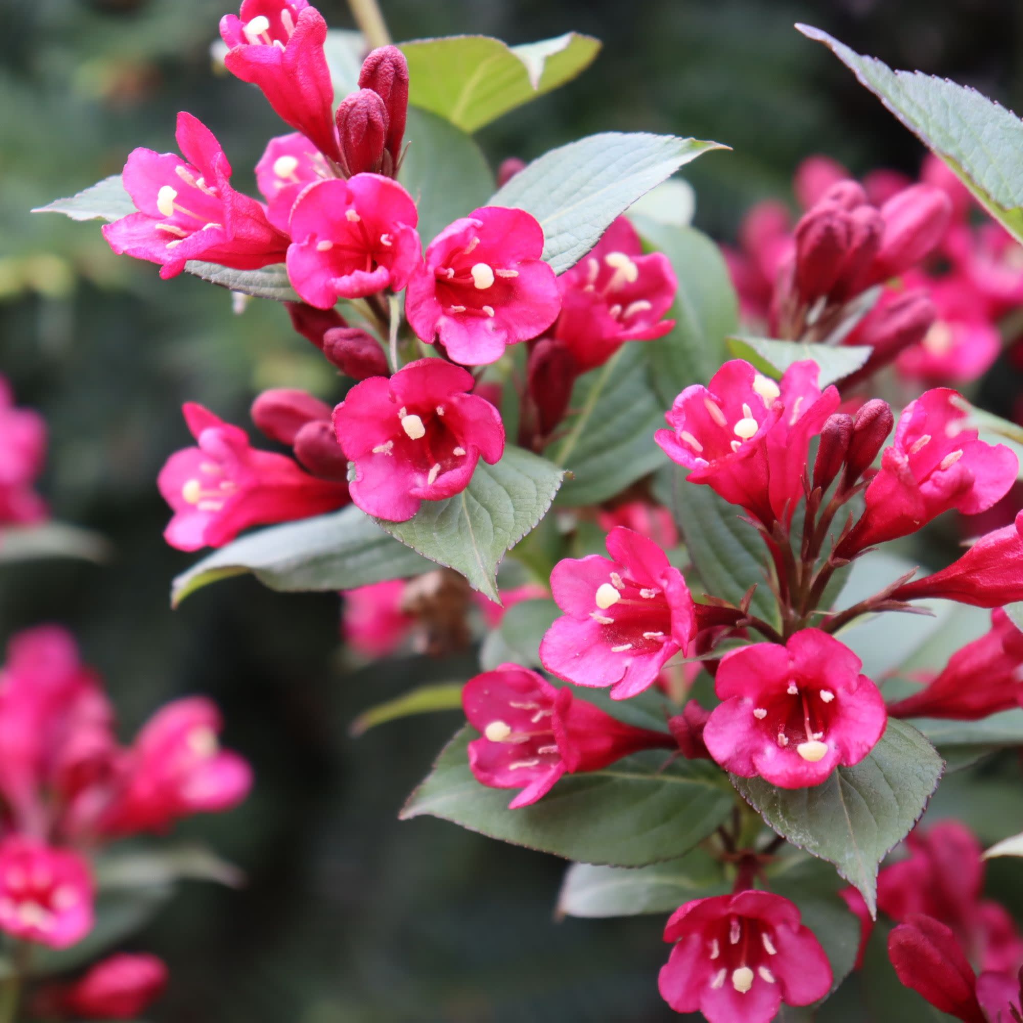 Weigela | Sonic Bloom® Punch | Proven Winners® Shrubs – Proven