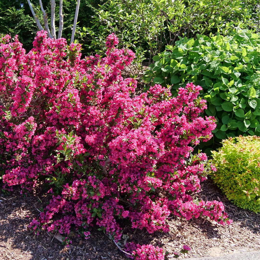 Sonic Bloom® Punch (Weigela florida)