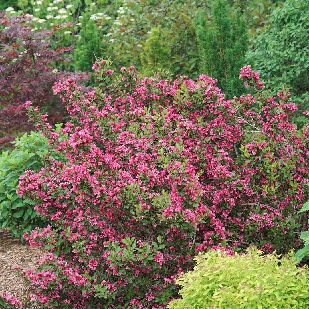 Sonic Bloom® Punch (Weigela florida)