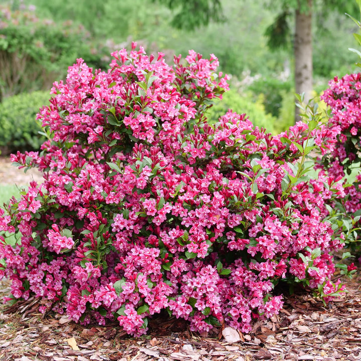 Sonic Bloom® Punch (Weigela florida)