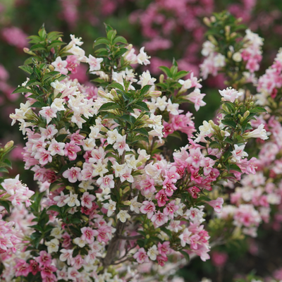 Czechmark Trilogy Czechmark Trilogy Weigela up close.