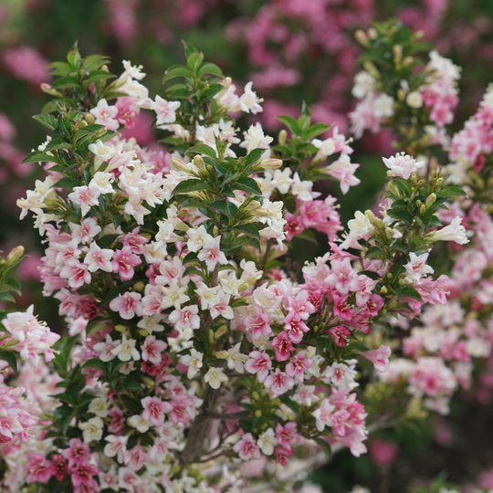 Czechmark Trilogy® Weigela (florida)