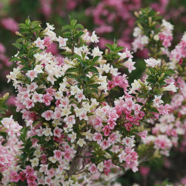 Weigela | Czechmark Trilogy® | Proven Winners® Shrubs – Proven