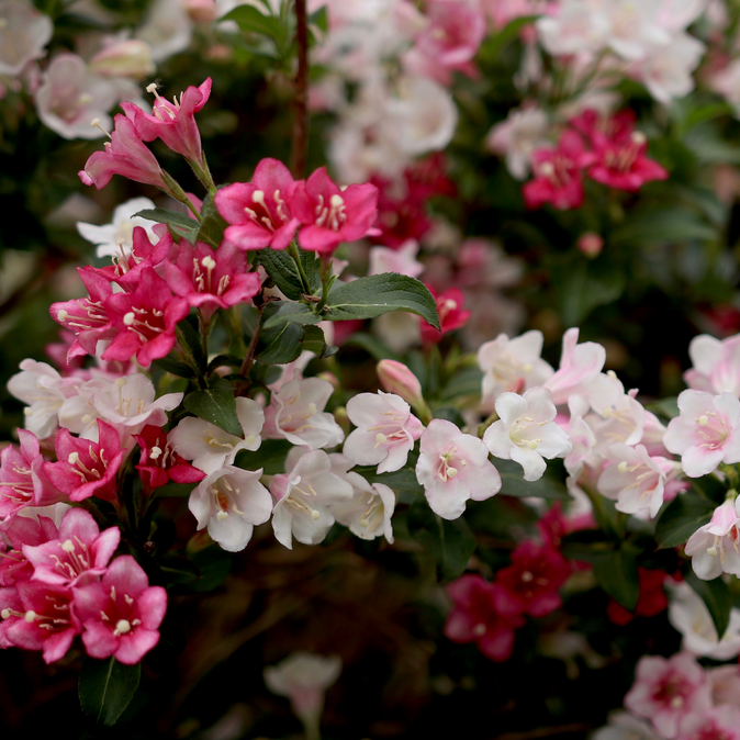 Weigela | Czechmark Trilogy® | Proven Winners® Shrubs – Proven