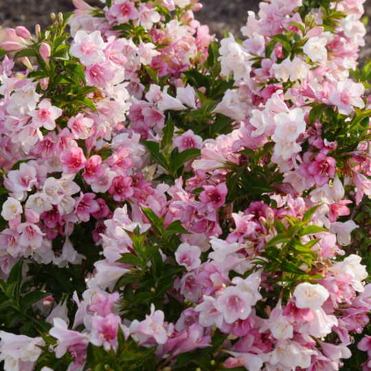Czechmark Trilogy® Weigela (florida)