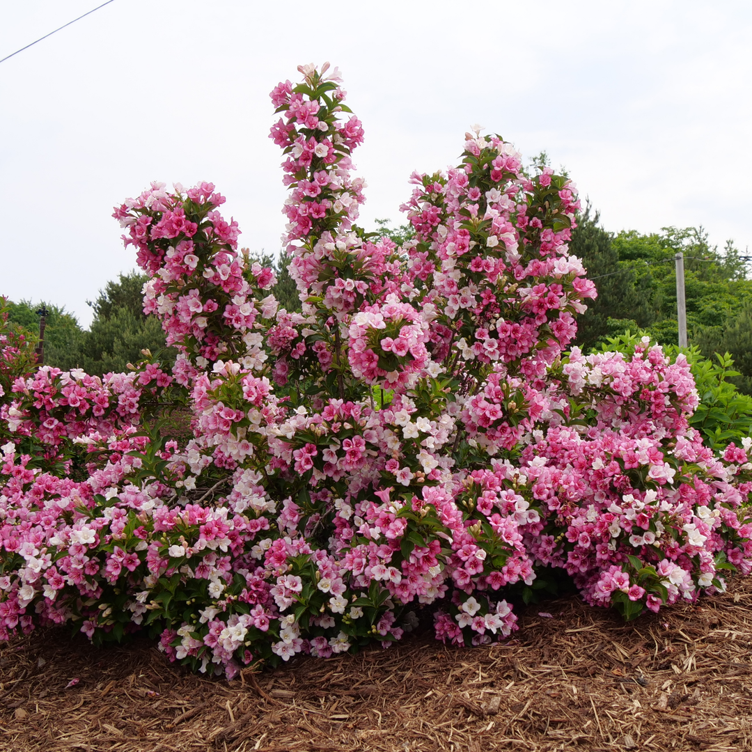 Weigela | Czechmark Trilogy® | Proven Winners® Shrubs – Proven