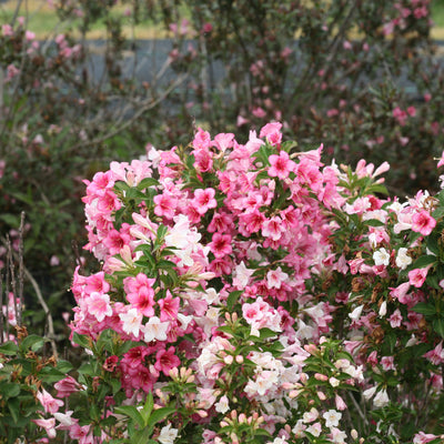 Czechmark Trilogy Weigela in use.