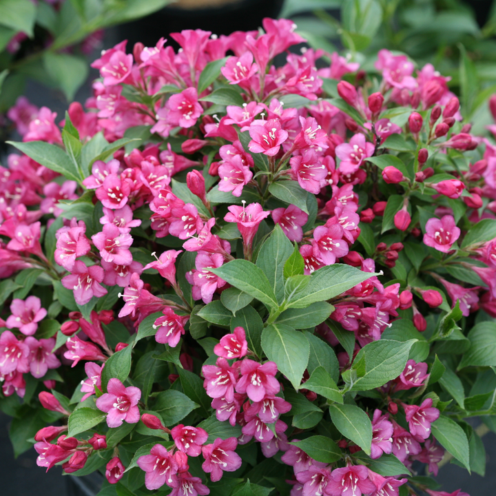 Snippet® Dark Pink Weigela (florida)