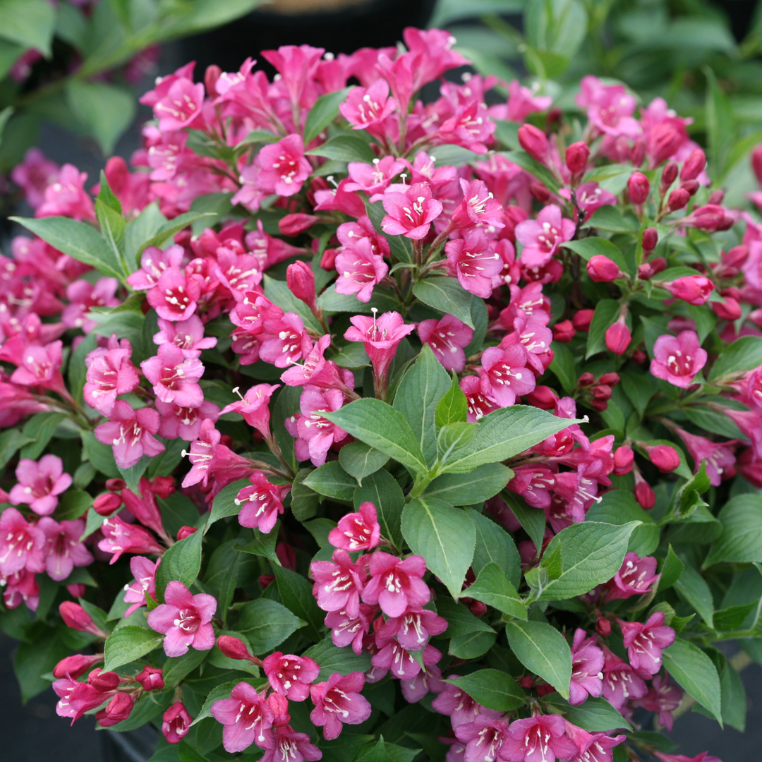 Weigela | Snippet® Dark Pink | Proven Winners® Shrubs – Proven