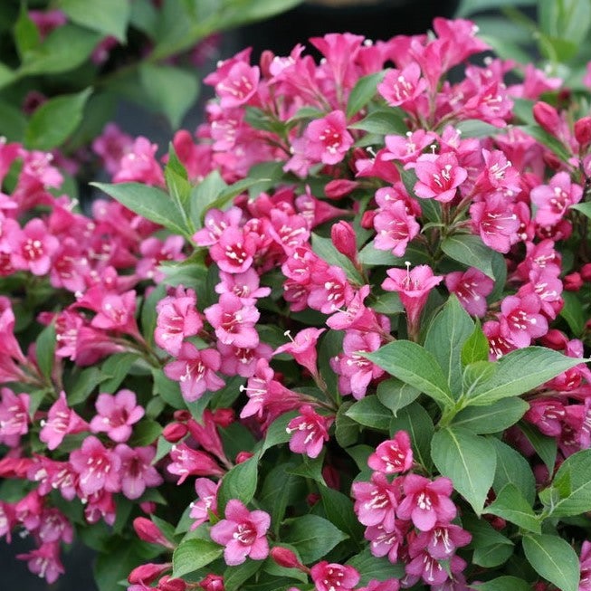 Snippet Dark Pink Snippet Dark Pink Weigela up close.