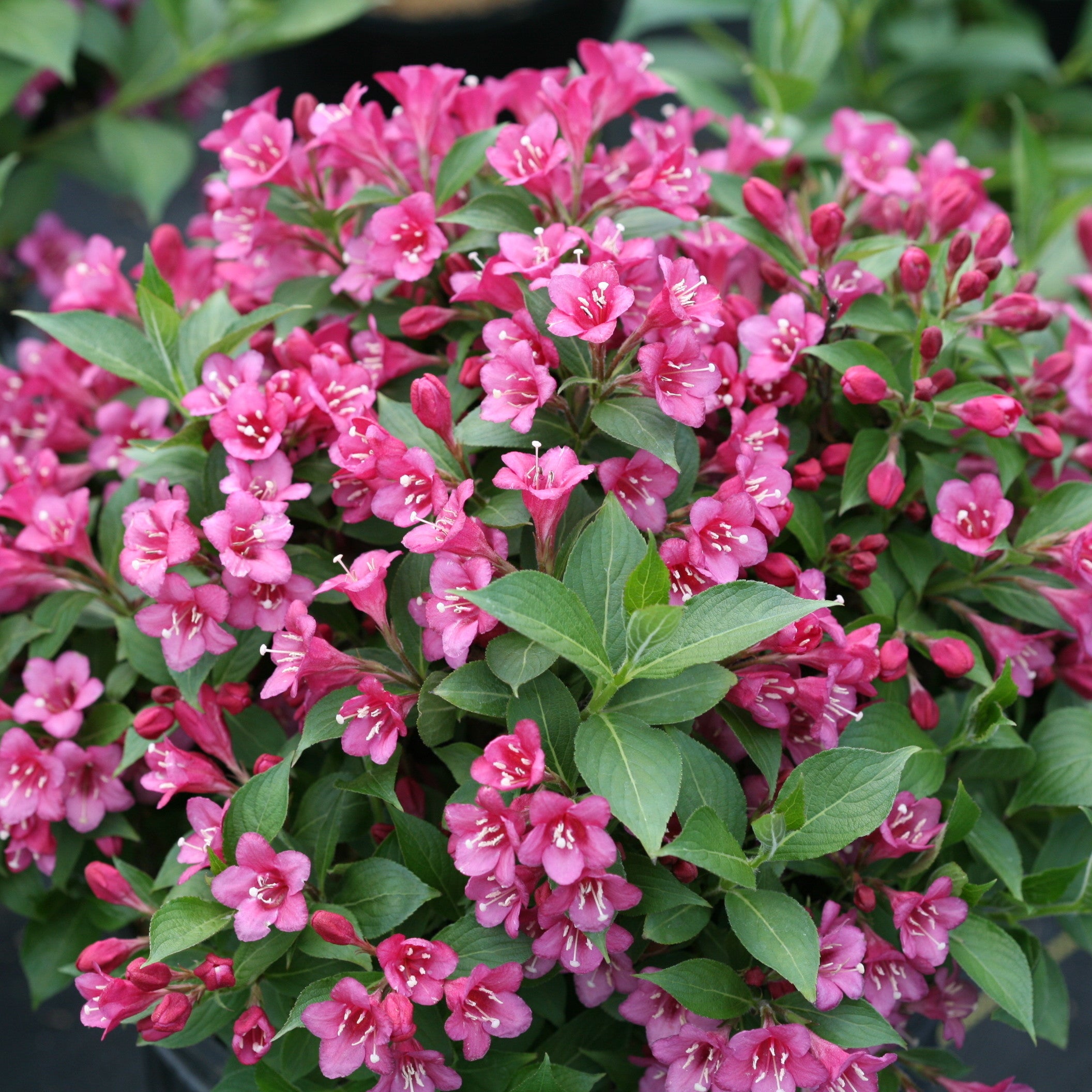 Weigela | Snippet® Dark Pink | Proven Winners® Shrubs – Proven