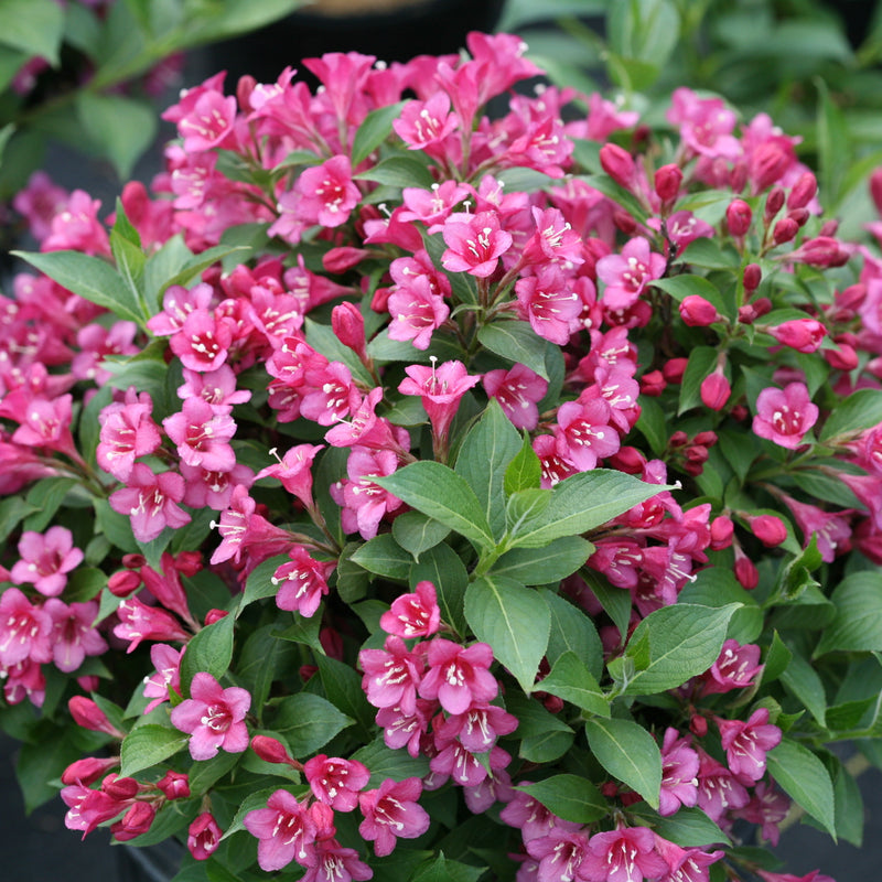 Snippet Dark Pink Weigela in focus.