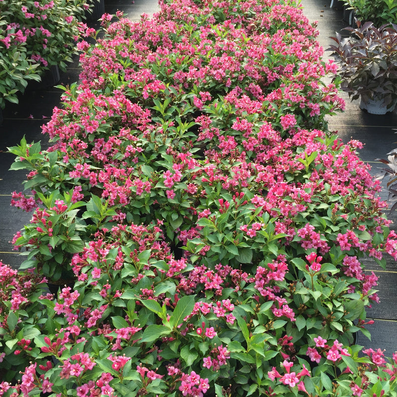 Snippet Dark Pink Weigela in use.