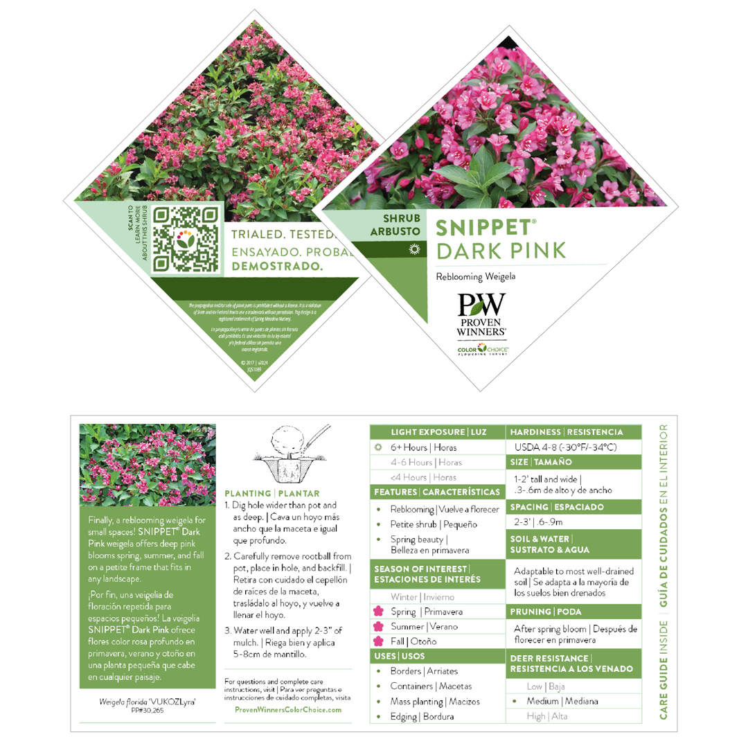 Weigela | Snippet® Dark Pink | Proven Winners® Shrubs – Proven