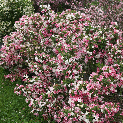 Czechmark Trilogy® (Weigela)