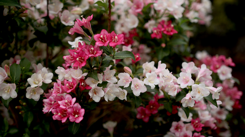 Czechmark Trilogy® (Weigela)